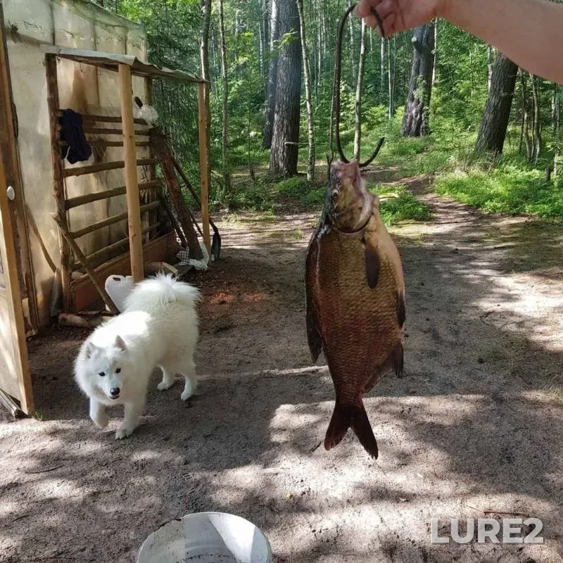 Pike, Zander — Glubokoye, Aug 06, 2019