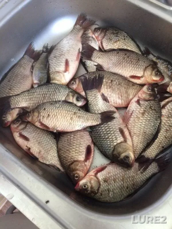 Crucian carp — Shirokoye, May 12, 2019
