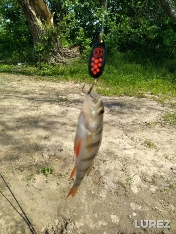 Perch — Sok, May 26, 2019