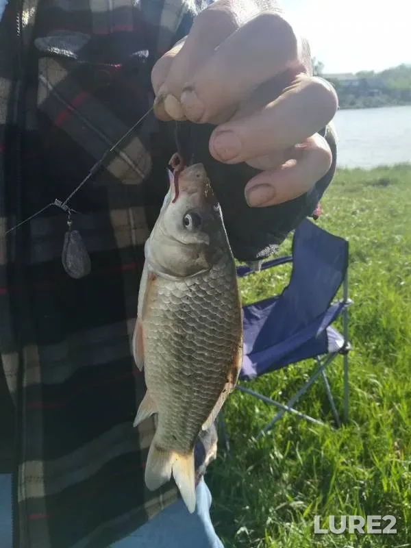 Crucian carp — Samarskaya oblast, May 26, 2019