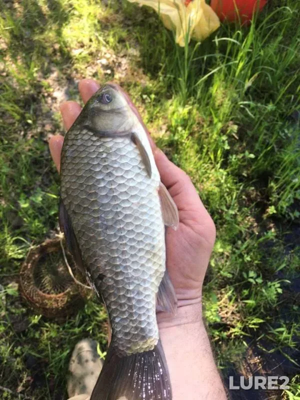Crucian carp — Chyornoye, May 31, 2019
