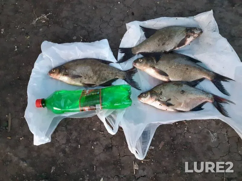 Bream — Padovskiy Karyer, Jun 05, 2019