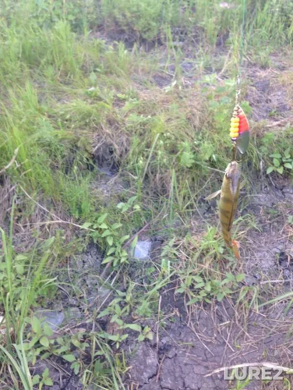 Perch — Padovskiy Karyer, Jun 15, 2019
