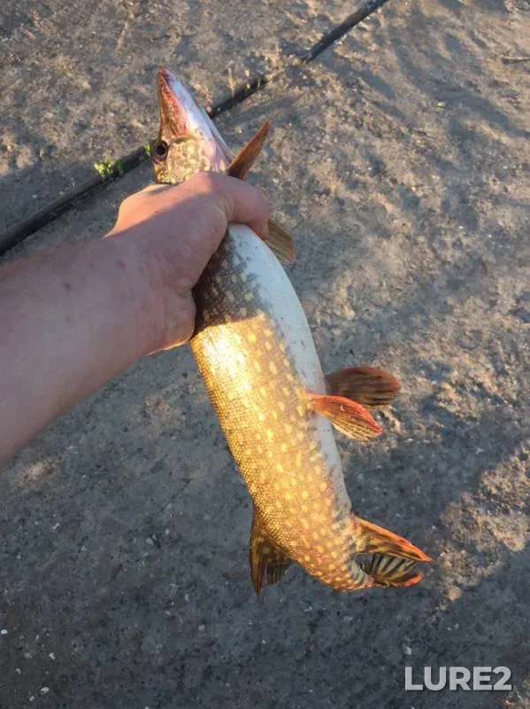 Pike — Volga, Jun 16, 2019