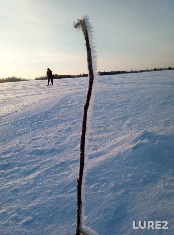 Perch — Shchuchye, Feb 16, 2019