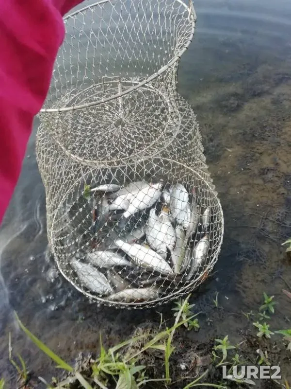Bream — Padovskiy Karyer, Jun 16, 2019
