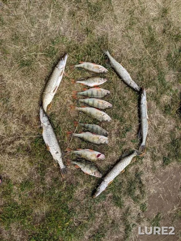 Perch, Pike — Bolshoy Kinel, Jun 18, 2019