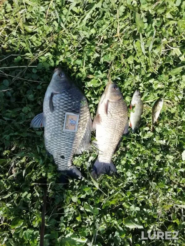 Crucian carp, Perch — Padovka, Jun 21, 2019