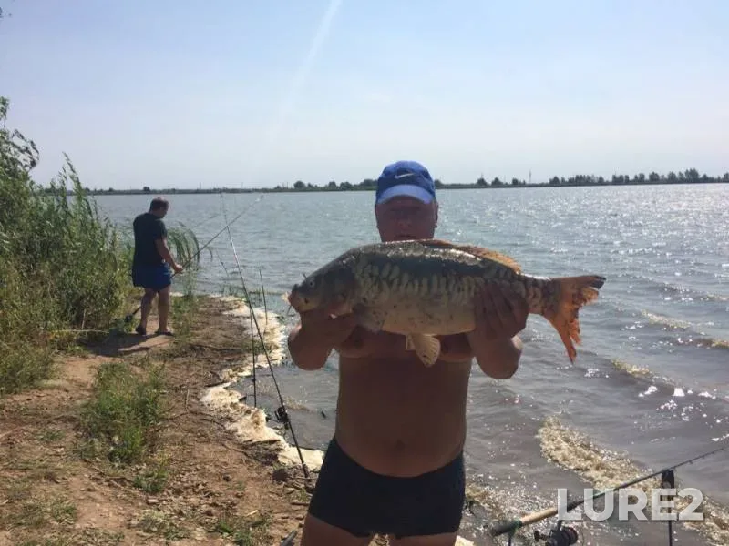 Carp — Samarskaya oblast, Jul 12, 2019