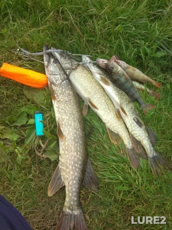 Perch, Pike — Sok, Jul 14, 2019