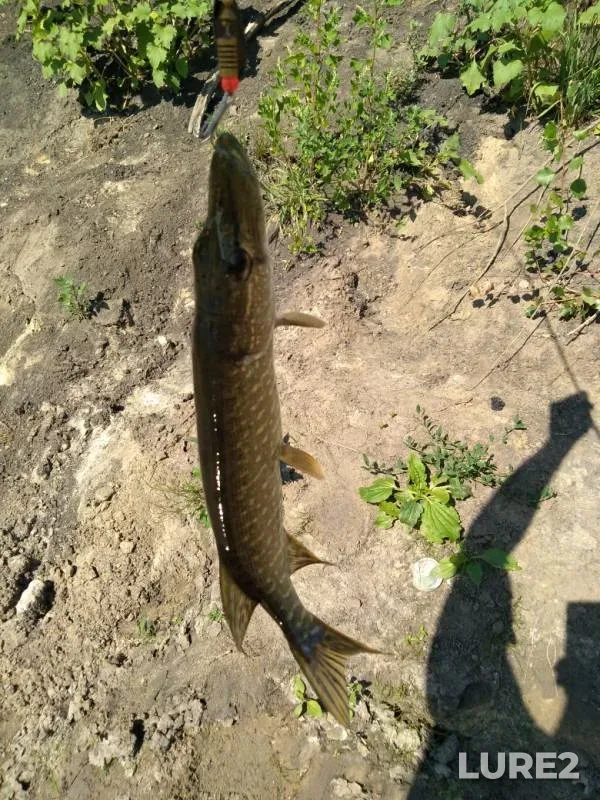 Perch, Pike — Sok, Jul 18, 2019