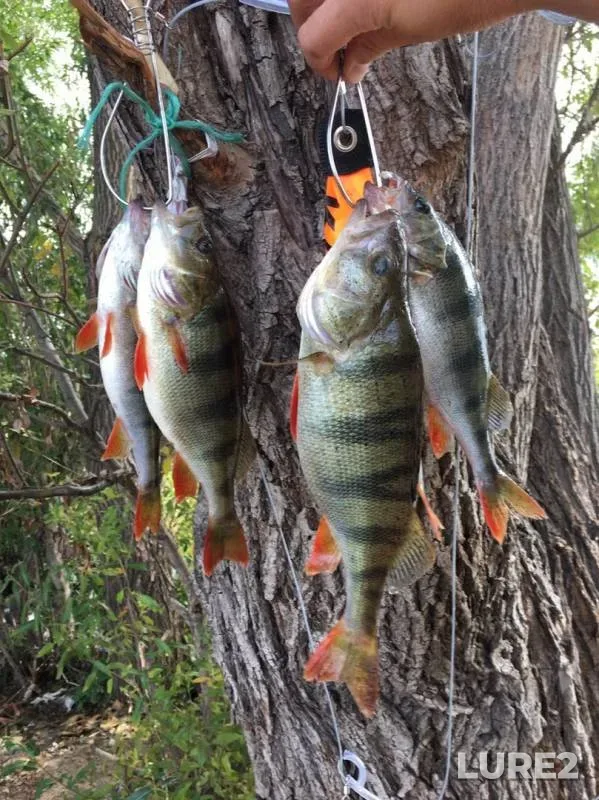Perch — Sok, Sep 11, 2019