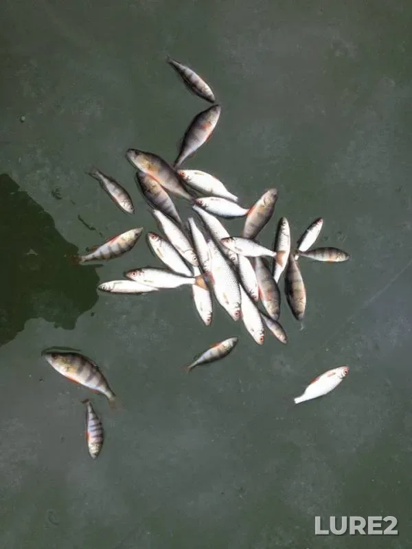 Perch, Roach — Ugra, Nov 01, 2014