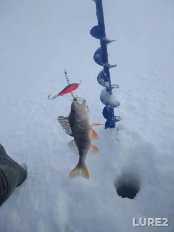 Perch — Shchuchye, Feb 17, 2019