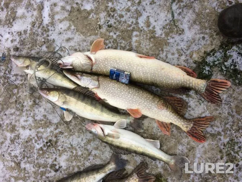 Perch, Pike — Tobyl - Tobol, Nov 08, 2018