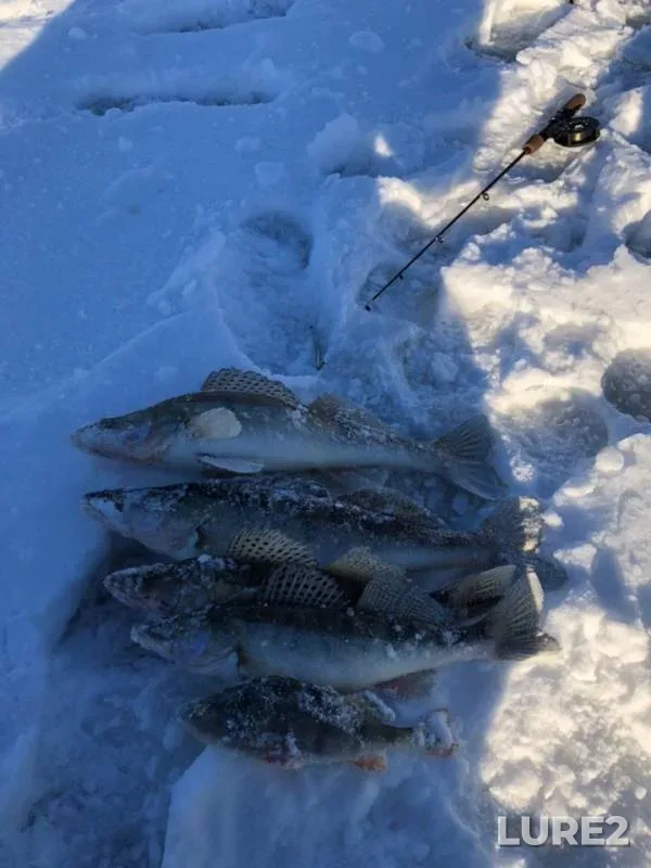 Perch, Zander — Oka, Jan 19, 2019