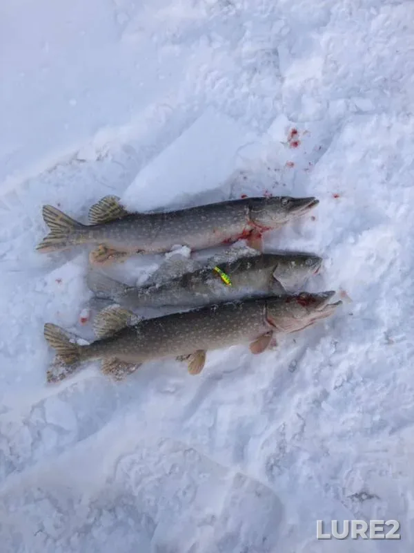 Pike, Zander — Oka, Jan 21, 2019