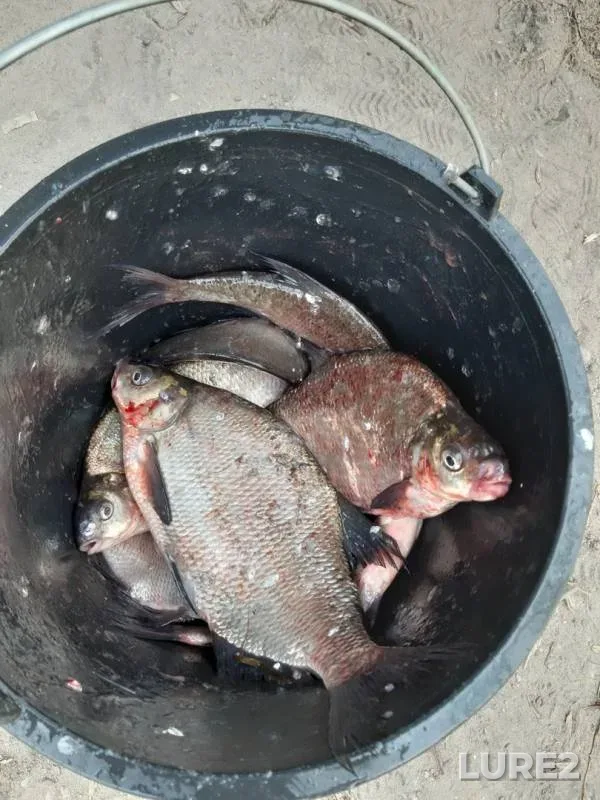 Bream — Svyatoye, Apr 27, 2019