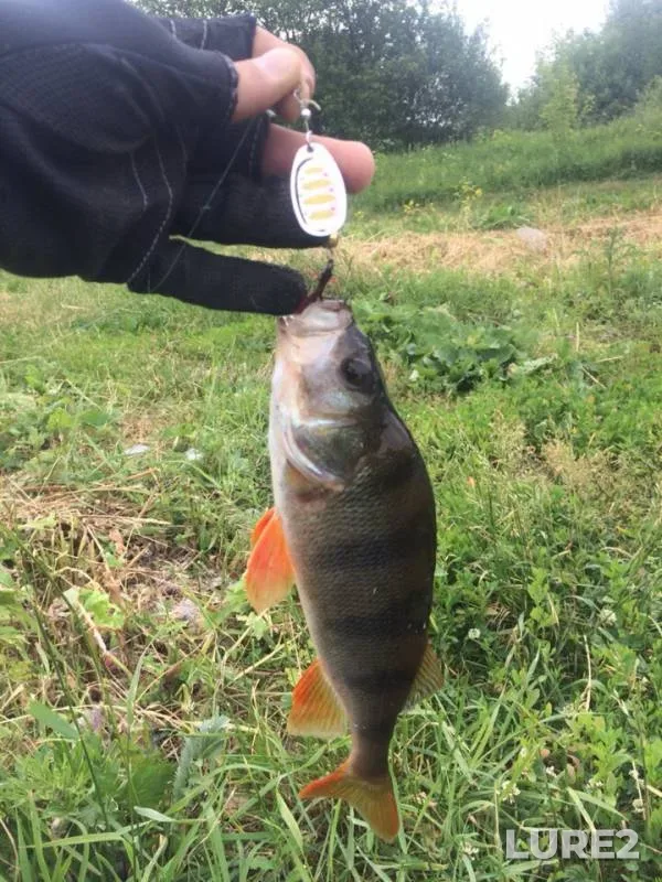 Perch — Pakhra, Jun 15, 2019