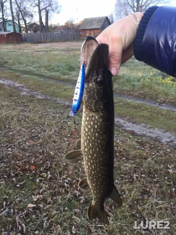 Pike — Moskovskaya oblast, Orekhovo-Zuyevskiy gorodskoy okrug, Nov 02, 2019