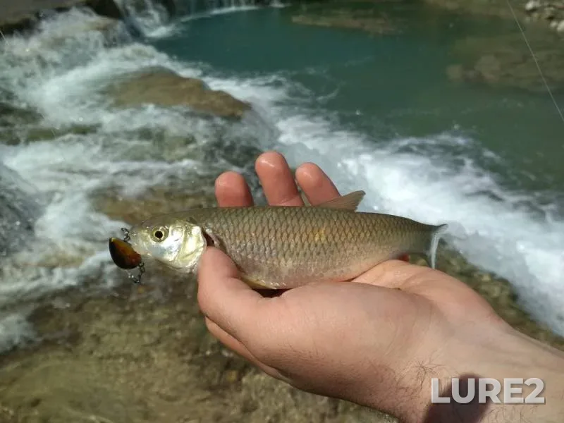 Chub — Neberdzhayka, Apr 08, 2019