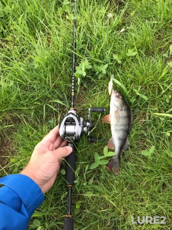 Perch — Moskva, May 16, 2019