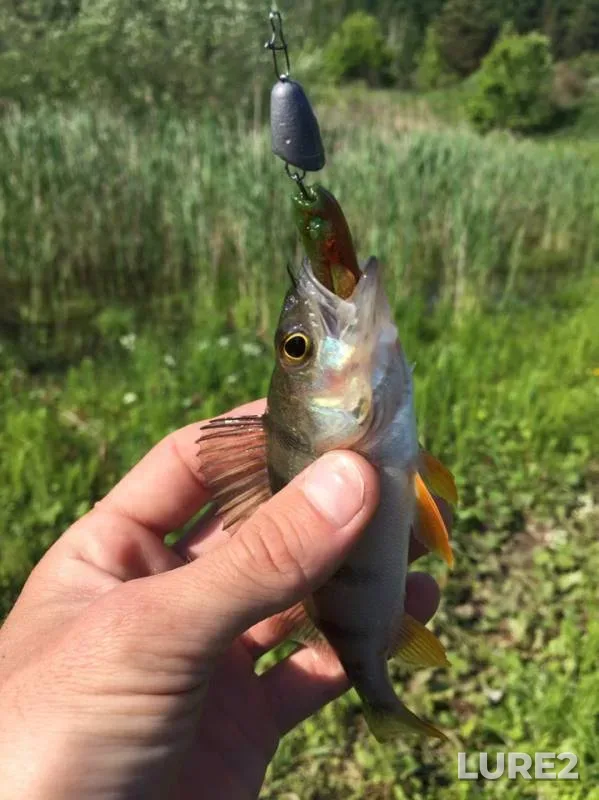 Perch — Kobylya Snova, May 29, 2019