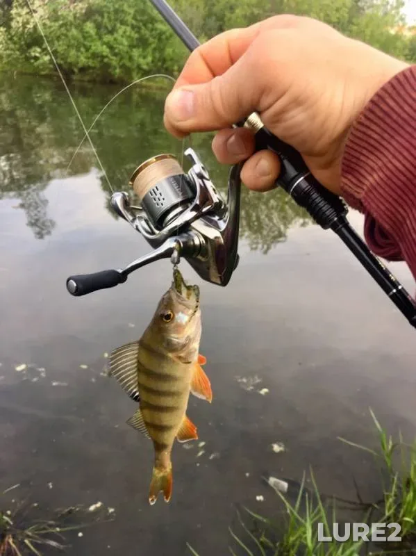 Perch — Krasnoye, Jun 06, 2019