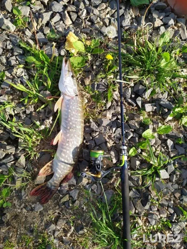 Pike — Ob, Jun 12, 2019