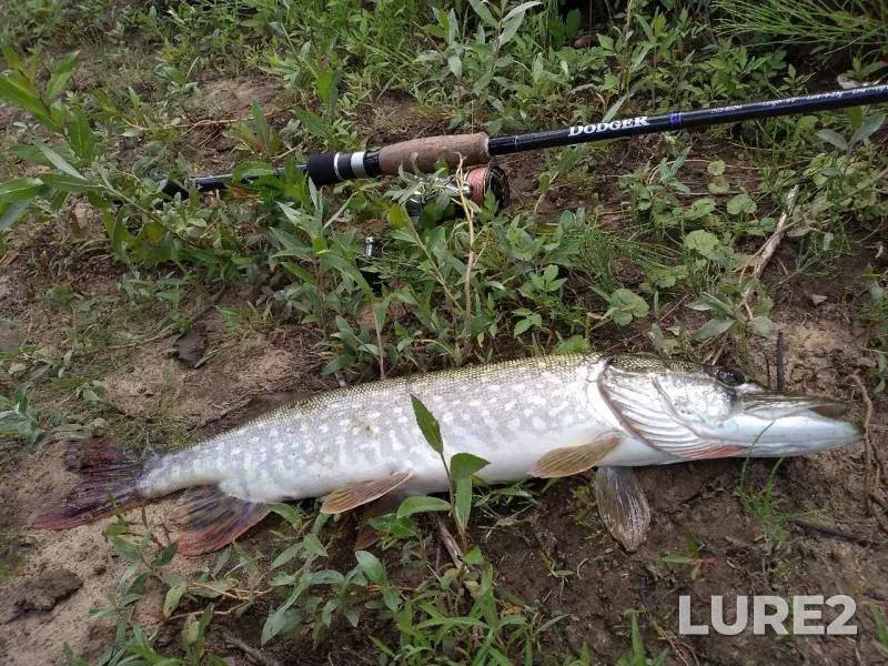 Pike — Oka, Jul 01, 2019