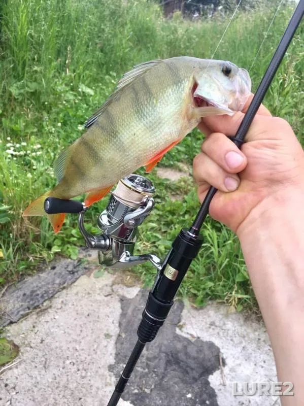 Perch — Krasnoye, Jul 05, 2019