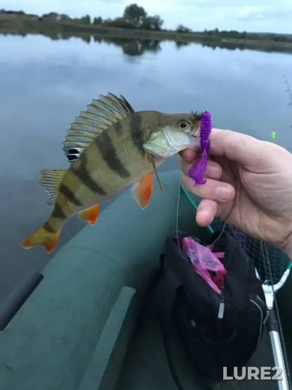 Perch — Achit, Sep 08, 2019
