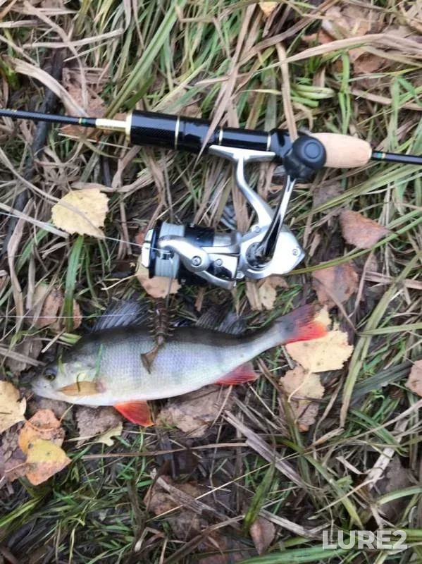 Perch — Chusovaya, Oct 01, 2019