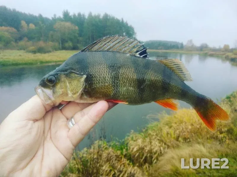 Perch — Iliya, Oct 13, 2019