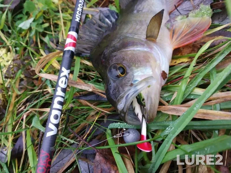 Perch, Pike — Kasplya, Nov 10, 2019