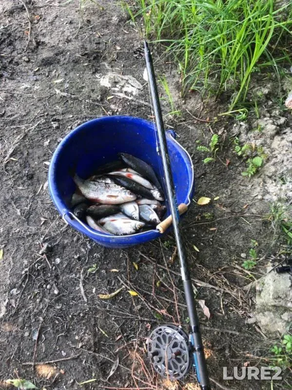 Roach — Desna, Jun 14, 2019