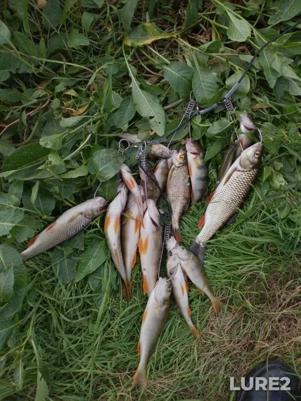 Chub, Perch — Desna, Jun 15, 2019