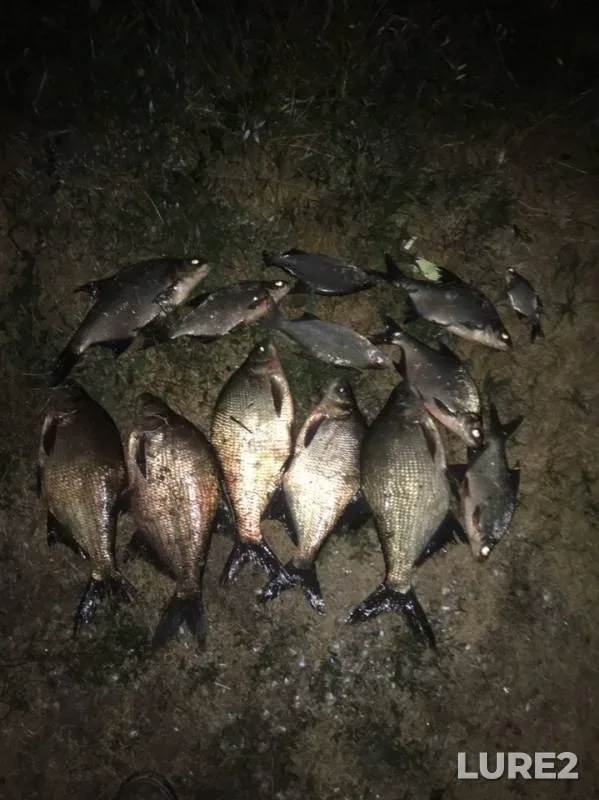 Bream — Desna, Jun 21, 2019