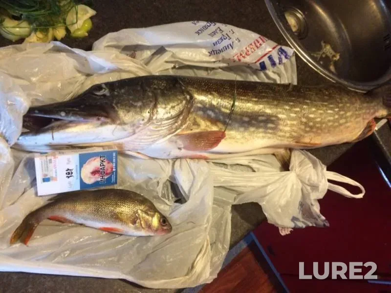 Pike — Desna, Jun 30, 2019