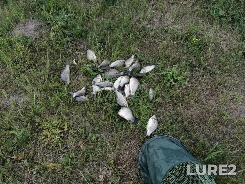 Crucian carp — U Vasilicha, Jul 01, 2019