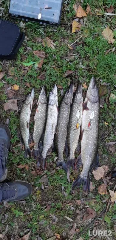 Pike — Kama, Sep 23, 2019