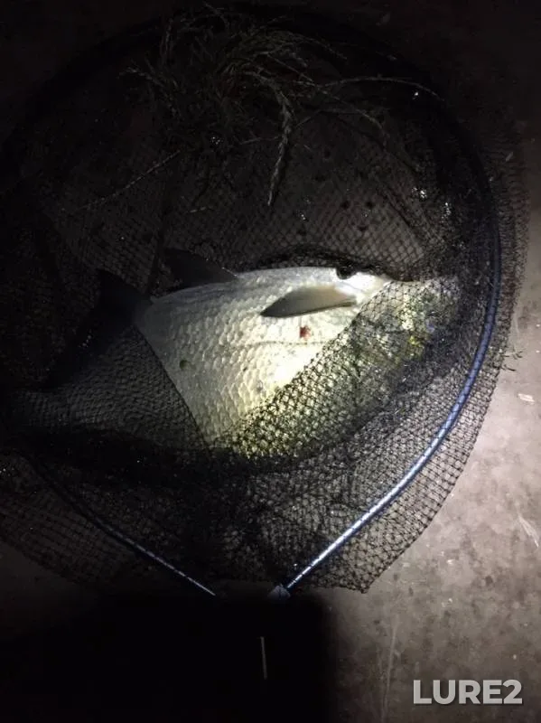 Bream — Desna, Jul 01, 2019