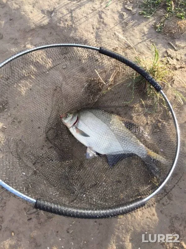 Bream — Desna, Jul 03, 2019