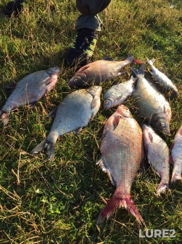 Bream — Desna, Jul 07, 2019