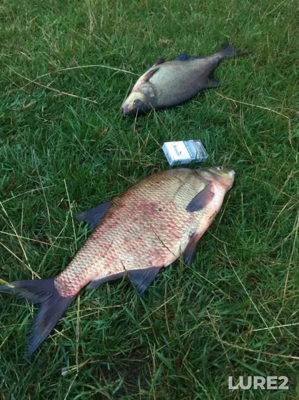 Bream — Desna, Jul 11, 2019