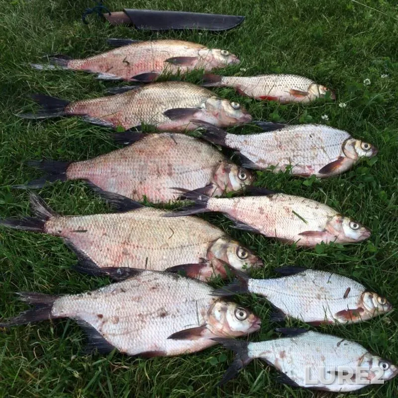 Bream, Roach — Desna, Jul 14, 2019