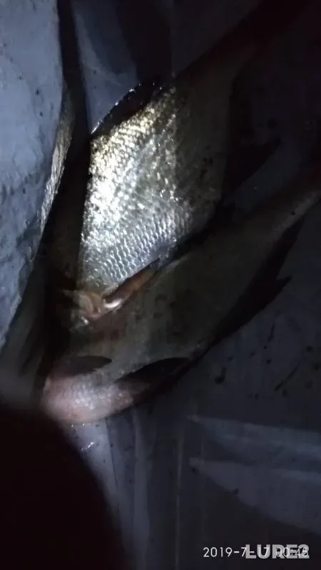 Bream — Desna, Jul 16, 2019