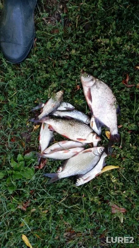 Bream, Roach — Desna, Jul 20, 2019