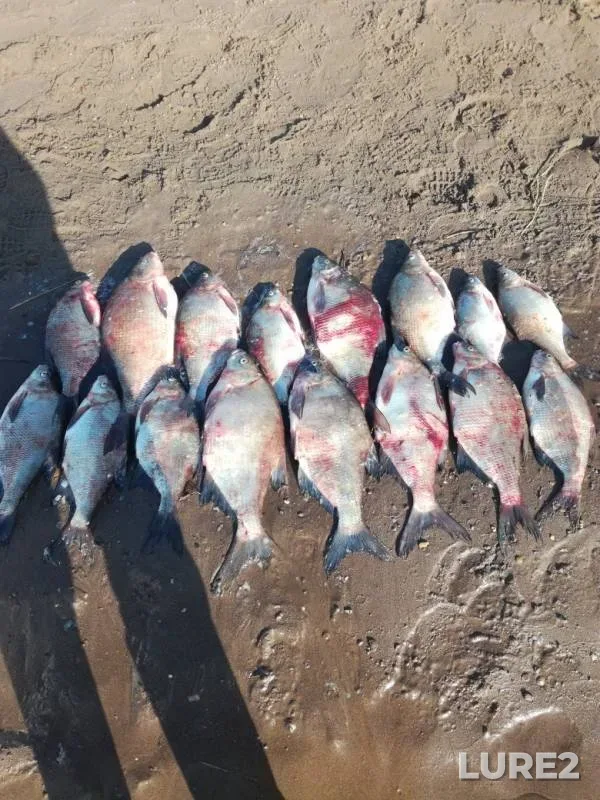 Bream — Kama, Sep 10, 2019