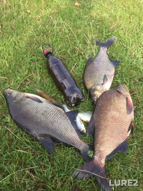 Bream — Desna, Jul 27, 2019